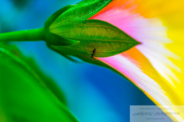 Flowers migrated photo