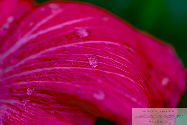 Flowers migrated photo