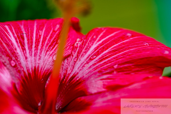 Flowers migrated photo