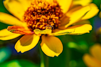 Small Insects migrated photo