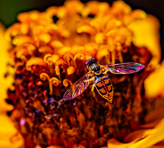 Small Insects migrated photo