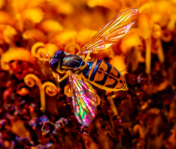 Small Insects migrated photo