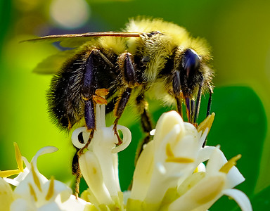 Small Insects migrated photo