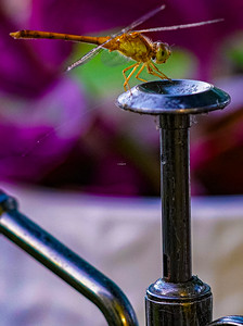 Small Insects migrated photo