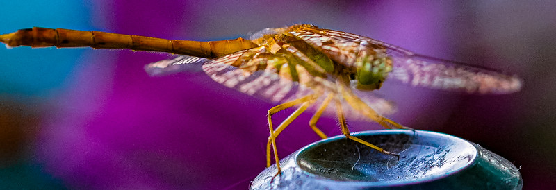 Small Insects migrated photo