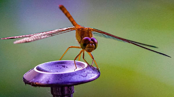 Small Insects migrated photo