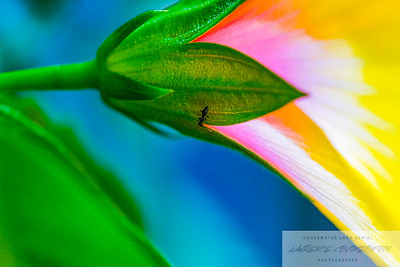 Small Insects migrated photo
