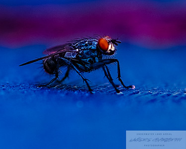 Small Insects migrated photo