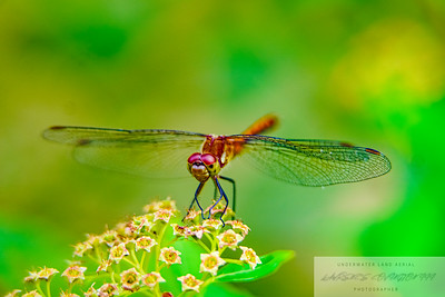 Small Insects migrated photo