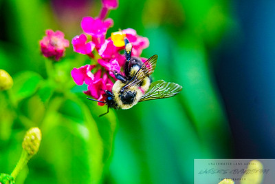Small Insects migrated photo