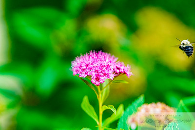 Small Insects migrated photo