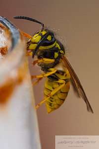 Small Insects migrated photo