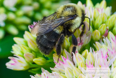 Small Insects migrated photo