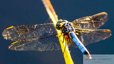 Small Insects migrated photo