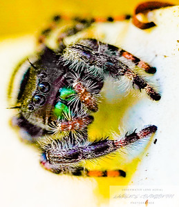 Small Insects migrated photo