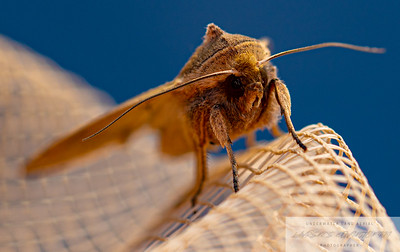 Small Insects migrated photo
