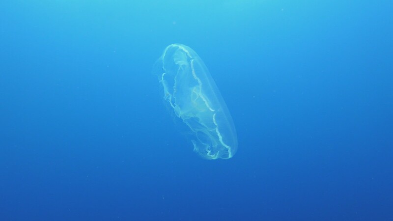 Underwater Dive Videos migrated photo