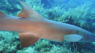 Underwater Dive Videos migrated photo