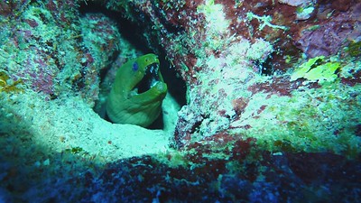 Underwater Dive Videos migrated photo