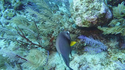 Underwater Dive Videos migrated photo