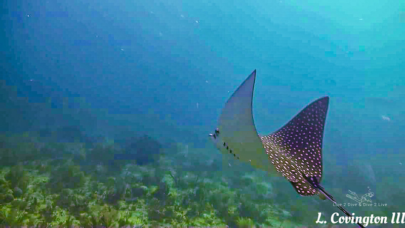 Underwater Dive Videos migrated photo